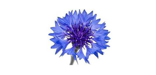 London Asbestos Support Awareness Group (LASAG) logo